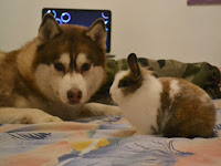 Sonnez Et Courez Le Chien A Besoin Dexercice