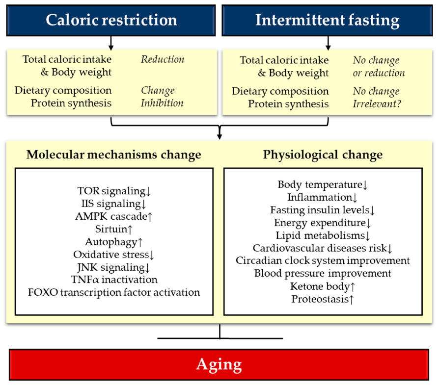 Aging and chronical disease