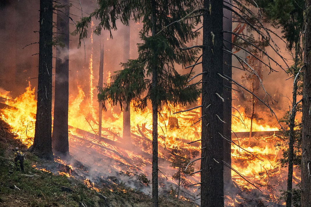 Changing the conversation about forest fires through social innovation -  MedForest