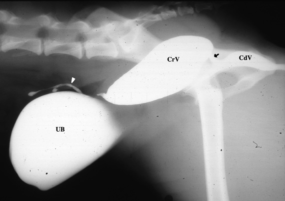 Radiographic study of a canine female pseudohermaphrodite presented for ambiguous external genitalia and urinary incontinence