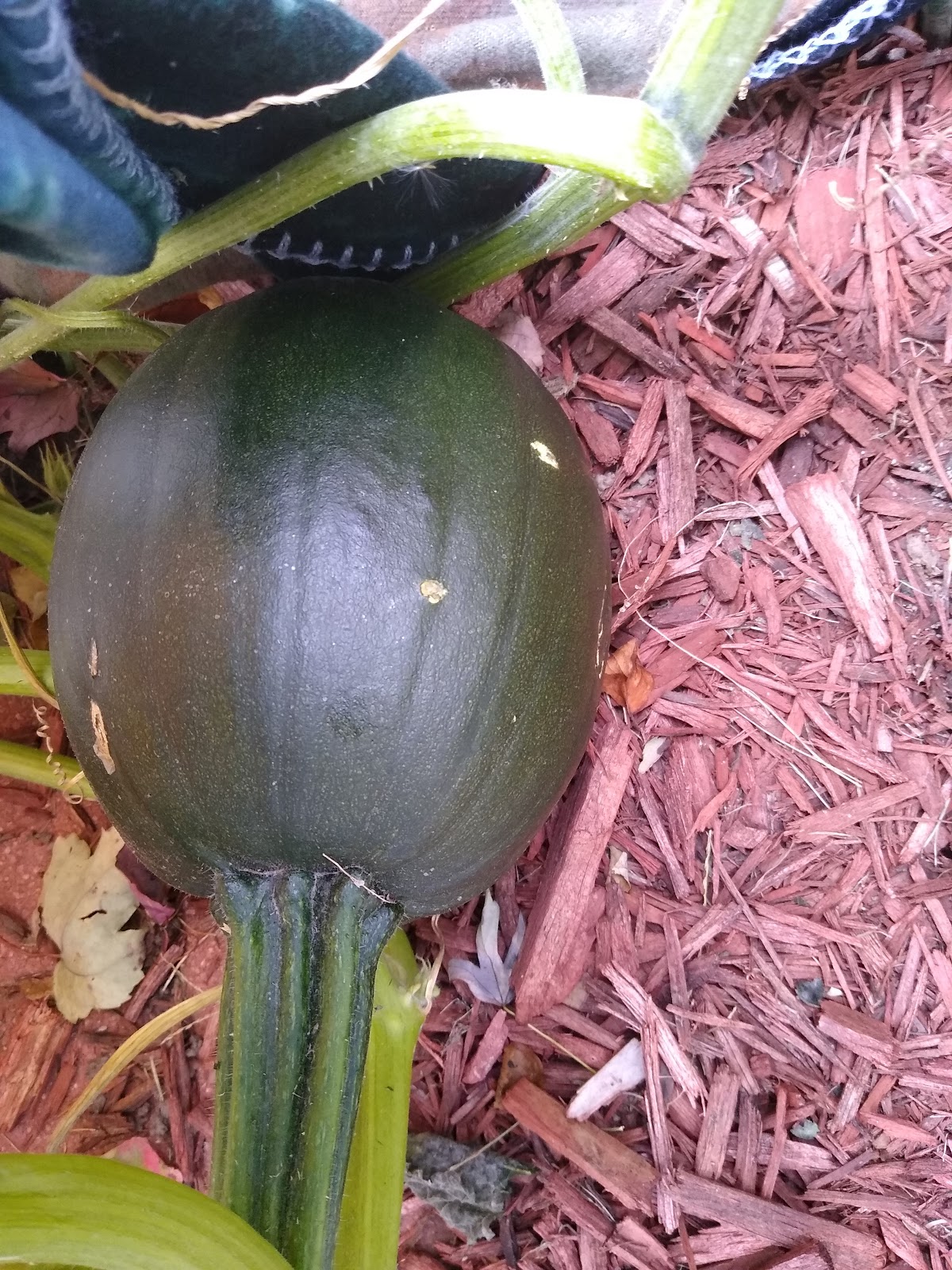 pie pumpkin grown from seed picture