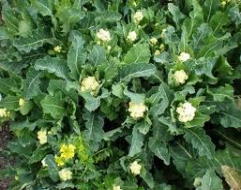 perennial broccoli