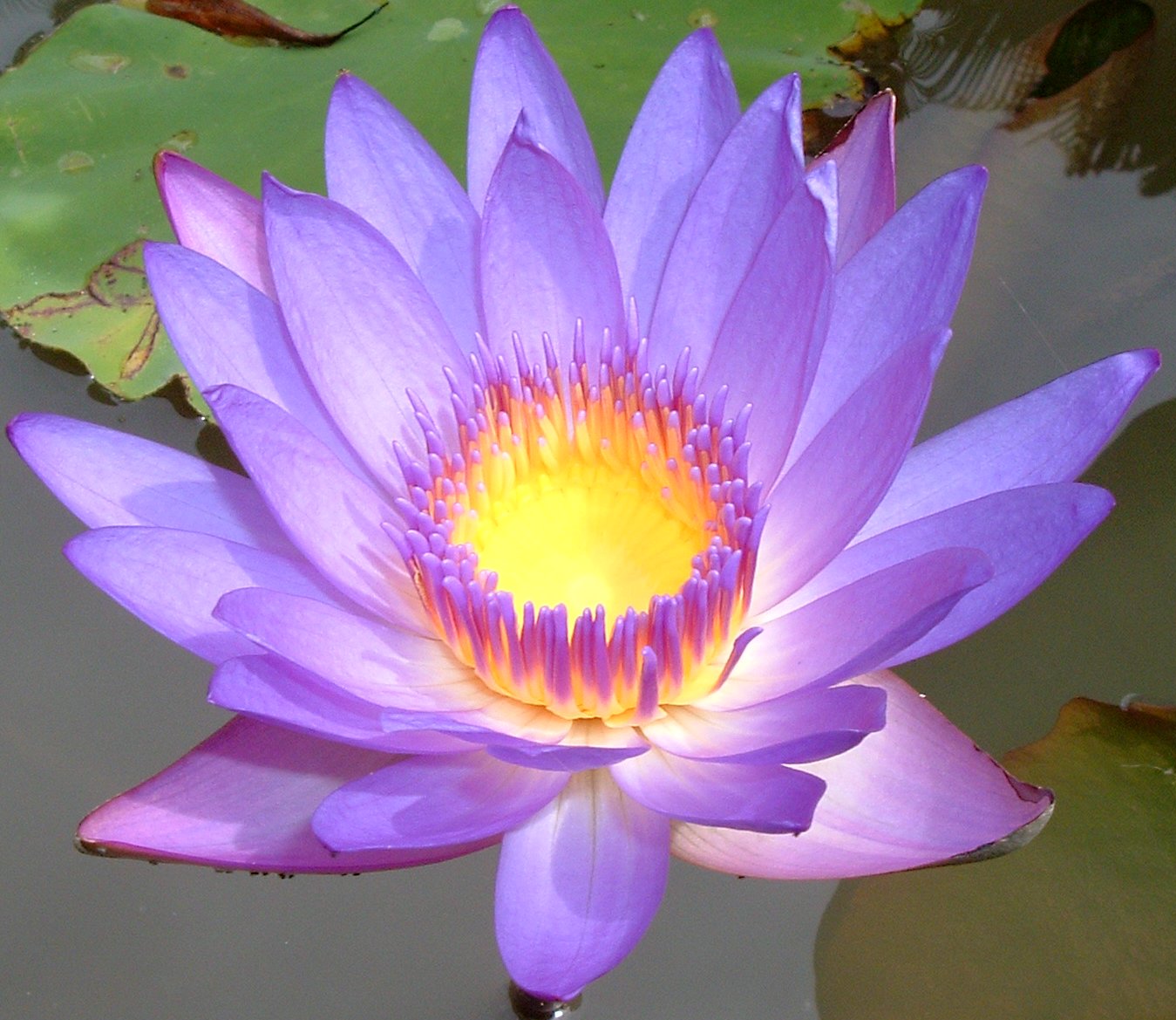 Lotus represents Lord Buddha’s illumination