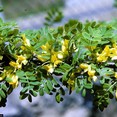 Caragana arborescens 