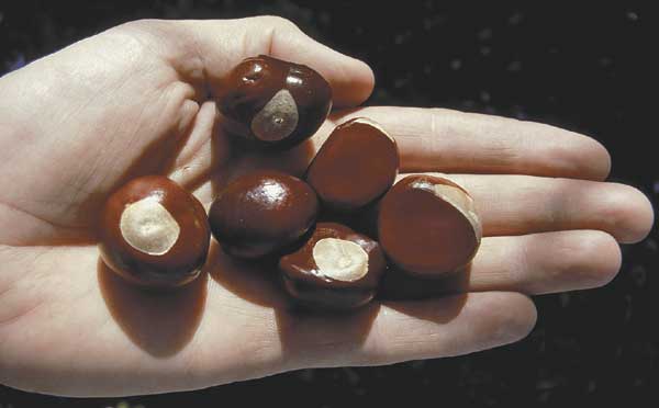 Horse chestnut seeds