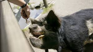 Image result for paradise springs rotorua pigs
