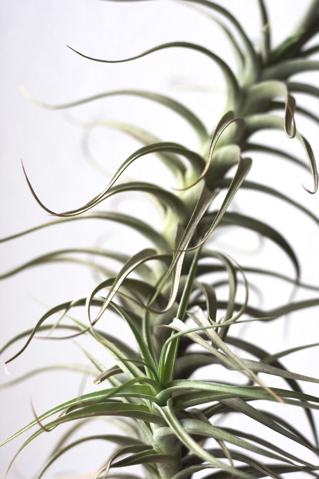 Tillandsia bergeri