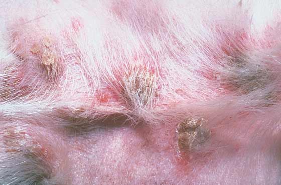 Crusted papules and plaques caused by idiopathic seborrhea in an 8-year-old, male castrated Cocker Spaniel
