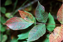 Poison Sumac leaves