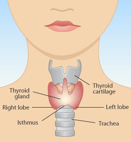 9.19thyroid gland.gif