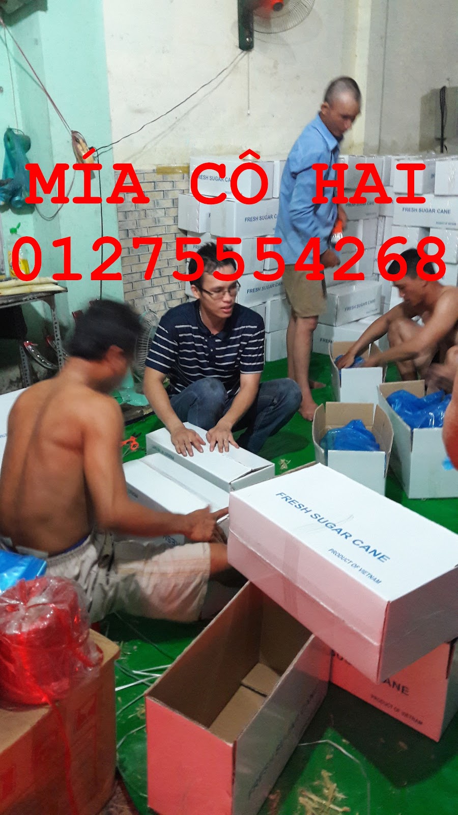 Mía cây mía ăn xuất khẩu 01275554268 - 11