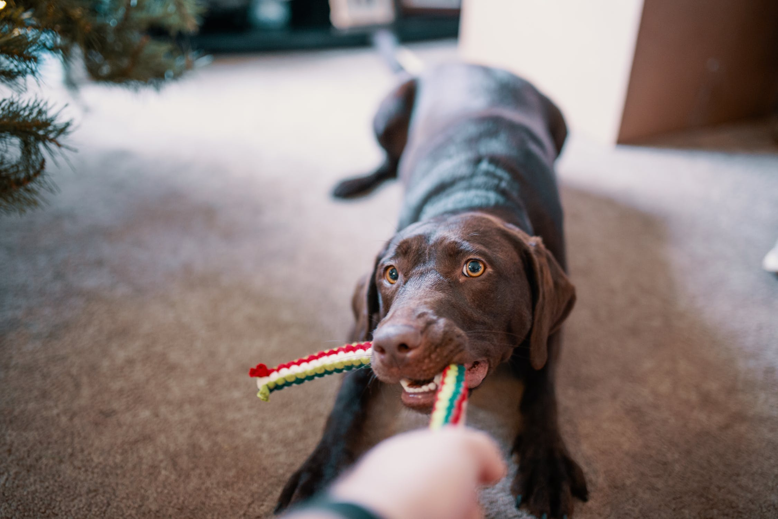 拔河繩索是利用手邊材料就可以DIY的狗狗玩具。