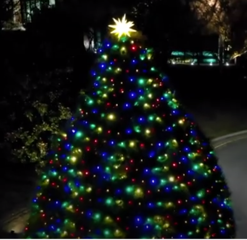 Town of Cary Christmas Tree