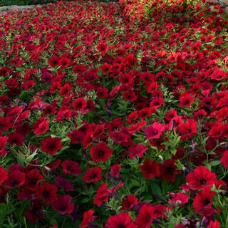 http://blog.parkseed.com/wp-content/uploads/2015/04/51674-PK-P1_1.jpg