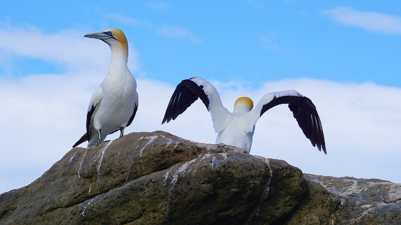 gannets perched on a rock with streaks of white guano