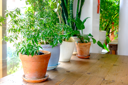 House Plant Know How for Apartment Living-image