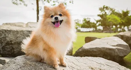 8 of the best dog breeds for veterans with PTS