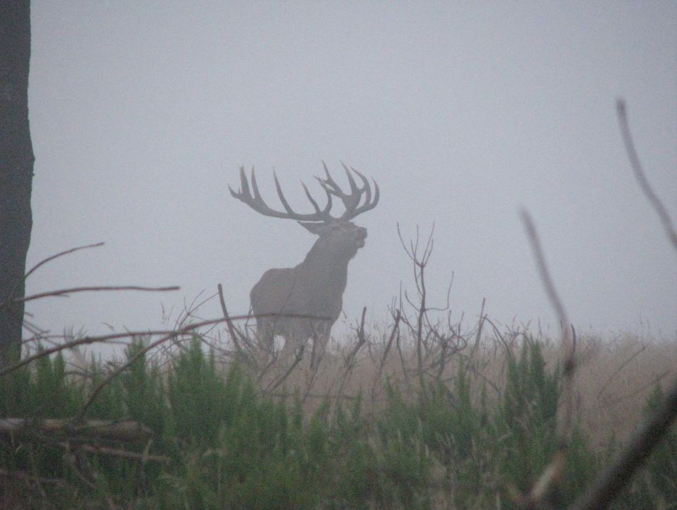 Deer Hunting | NZ Backcountry Guides