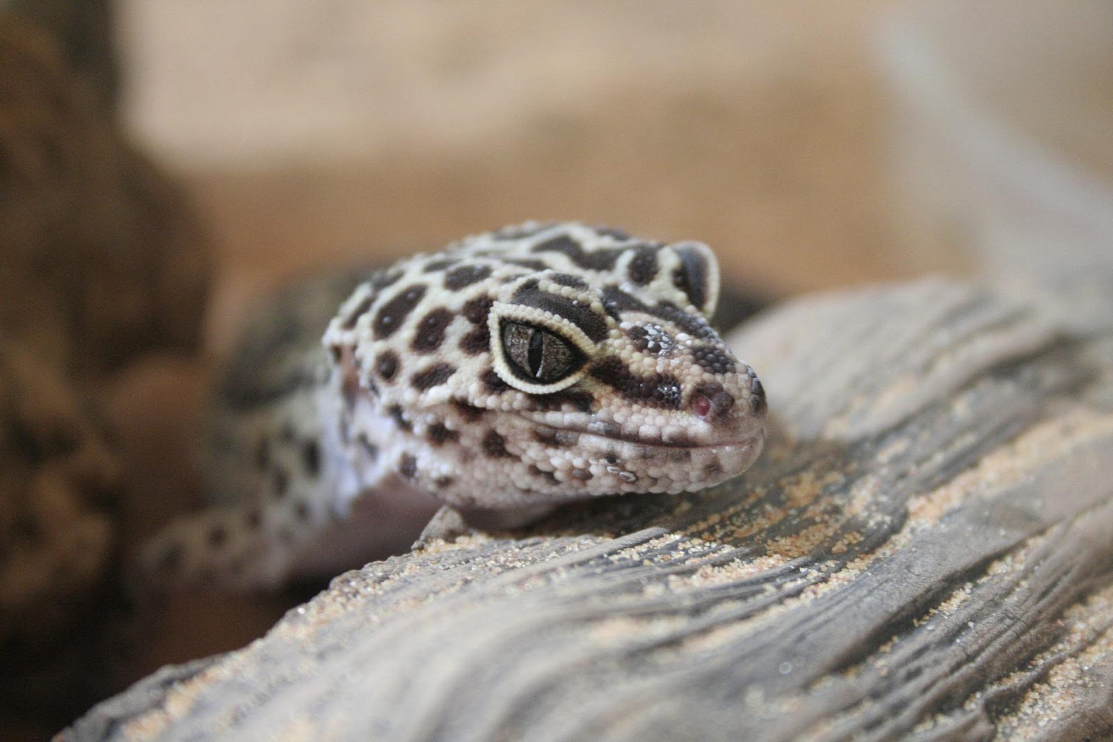 Leopard gecko resting near sandy branch