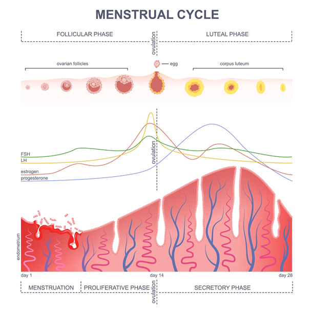 FAM Basics: What is the luteal phase of the menstrual cycle