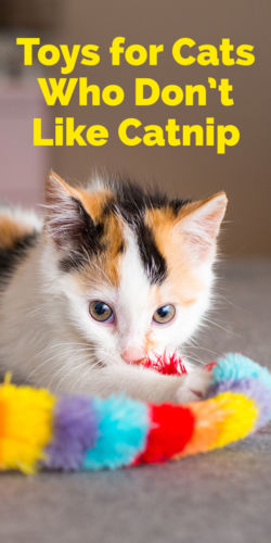 toys for cats who don't like catnip