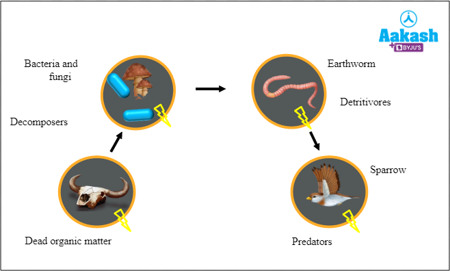 What are food chain? Definition, Types and Importance - biology | AESL