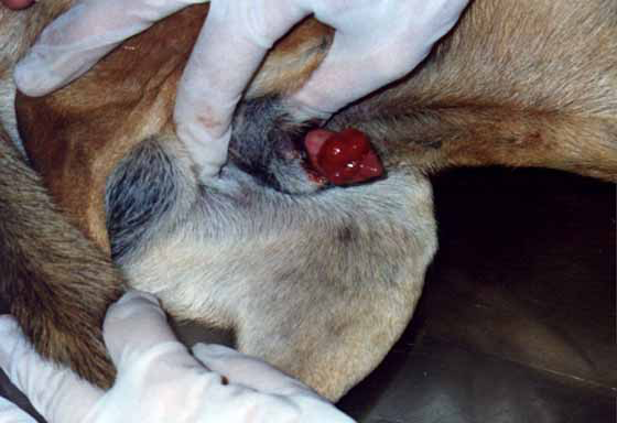 Transmissible venereal tumor on the glands penis of a 6 year old, crossbreed dog