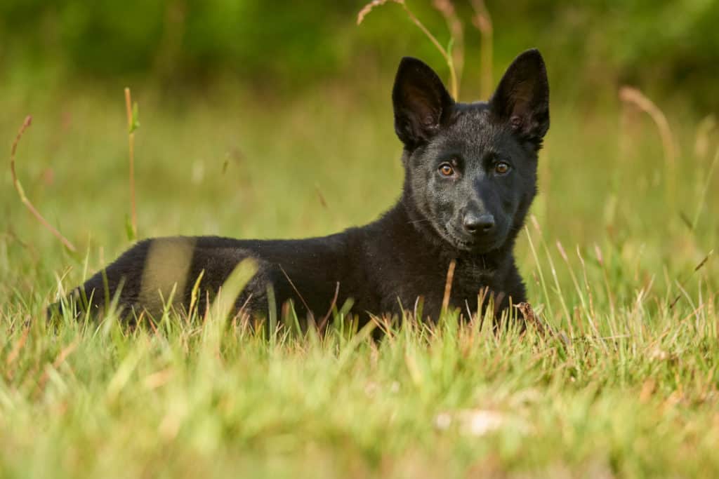 Cachorro GSD negro en pasto 