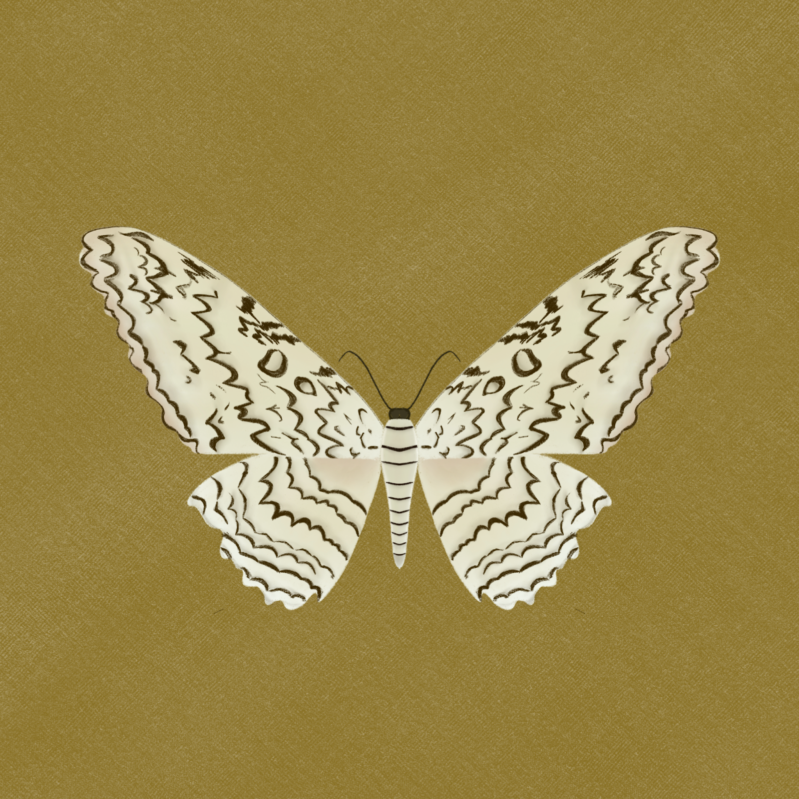 white witch moth