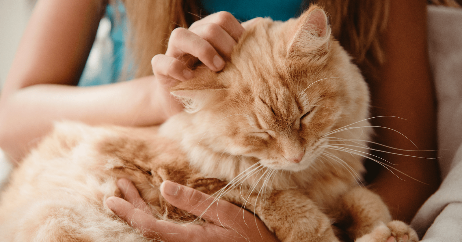 ginger cat enjoying a head rub