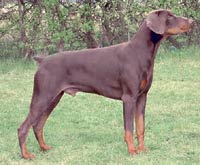 Chronic hepatitis in Doberman Pinschers is associated with increased liver levels of copper and iron, which is a consequence of reduced biliary copper excretion that has a different genetic basis than the disease in Bedlington terriers