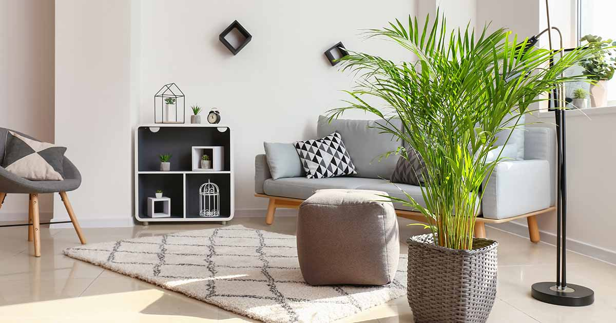 Sturdy areca palm adding color to a grey living room