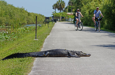 Tourists cycling past american alligator laying on bicycle path