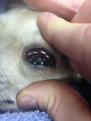 conjunctival swelling in a dog