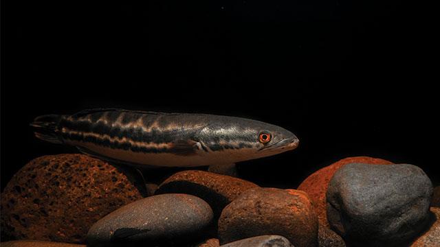 Harga Ikan Toman