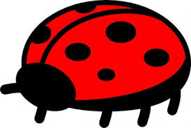 Image result for insects ladybird cartoon