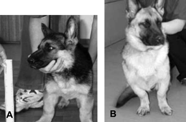 Achondroplastic dwarfism in German Shepherd dog at (A) 3 months old and (B) 9 months old