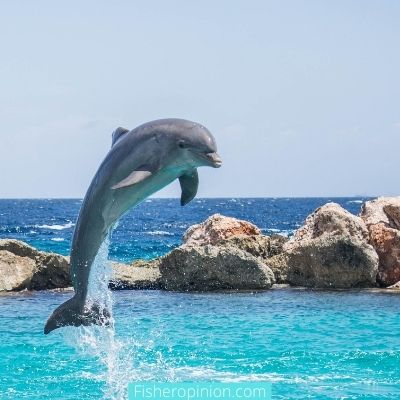 Do dolphins come close to shore