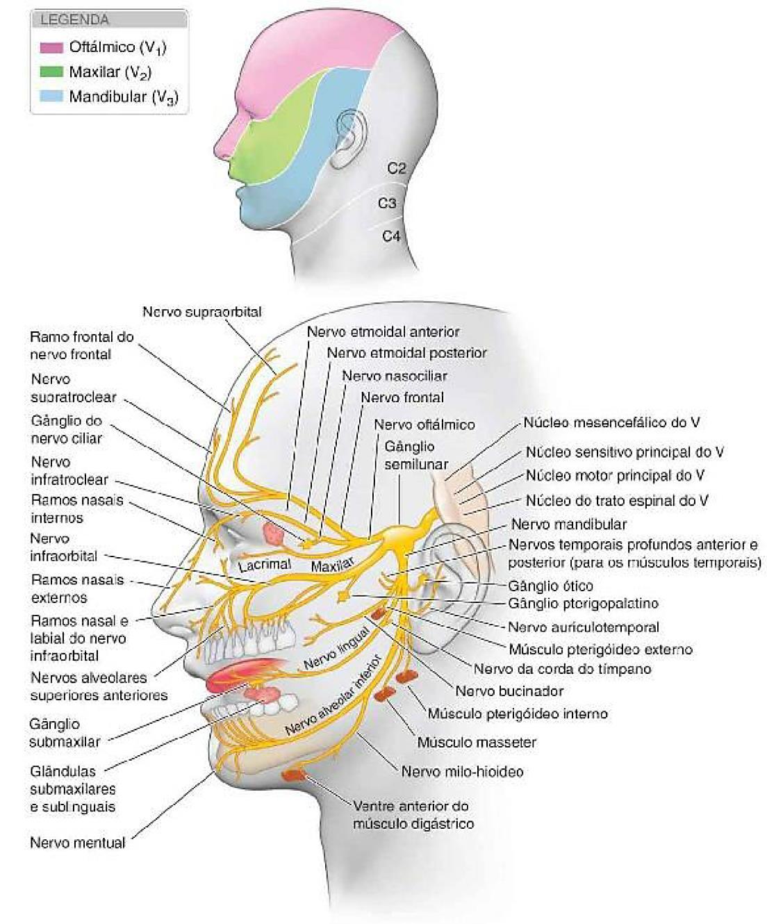 Resumo sobre o nervo oftálmico (NC V1) | Colunistas - Sanar Medicina
