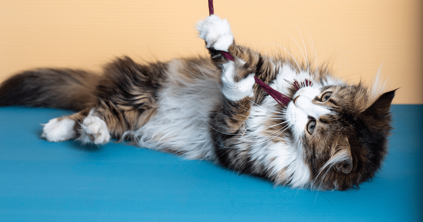 Norwegian forest cat playing with string