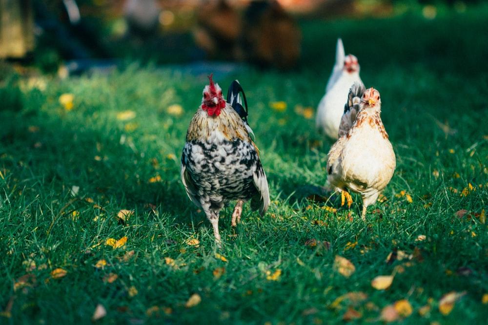 Bantams with their different characteristics