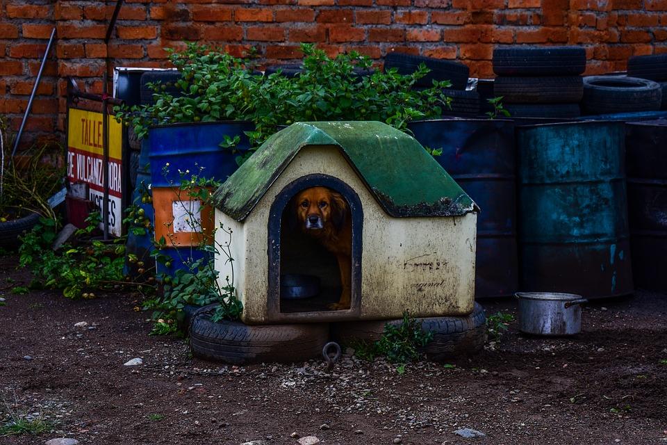 dog house