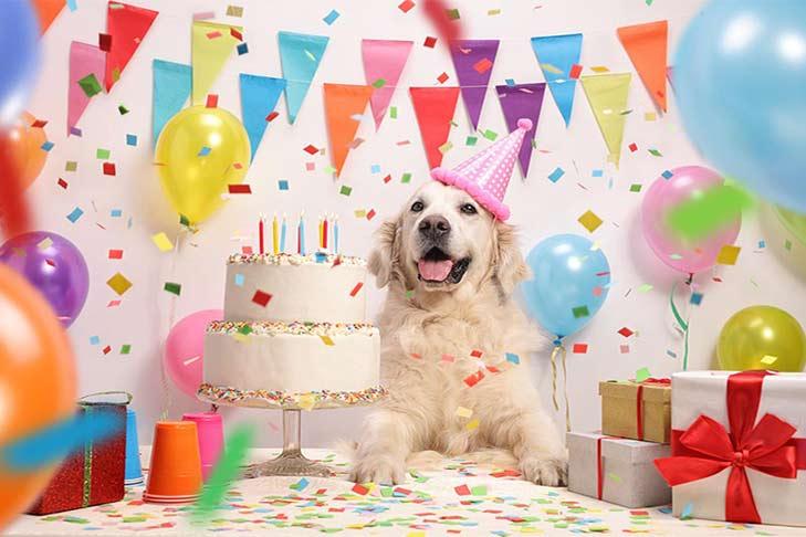 How to Throw a Birthday Party for Your Dog 