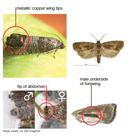 Codling Moth Pheromone Trap with refills - Woodbridge Fruit Trees