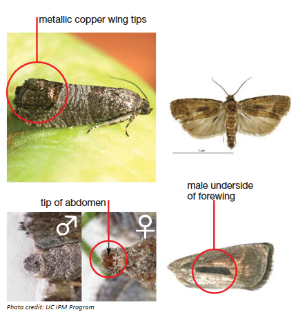 Codling Moth Monitoring Traps - Susan's in the Garden