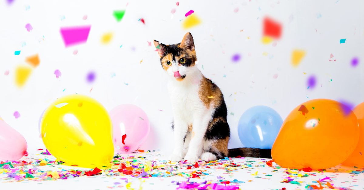 9 Ingenious Ways to Celebrate Your Cat (on Their Birthday or Gotcha Day)! 