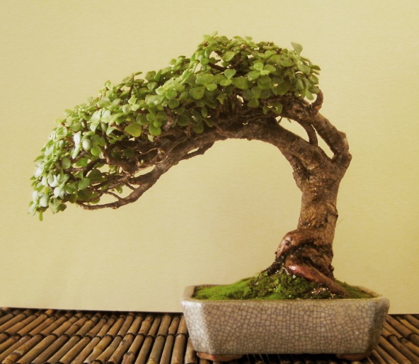 Practical Guide on How to Care for Your Jade Bonsai