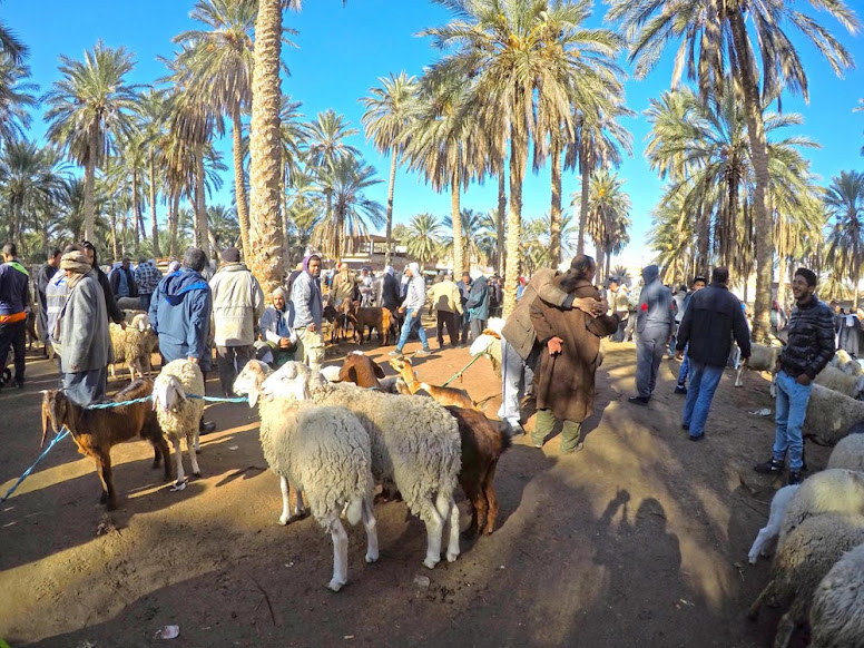Visitar DOUZ e o seu mercado de gado, local de passagem de caravanas de camelos | Tunísia
