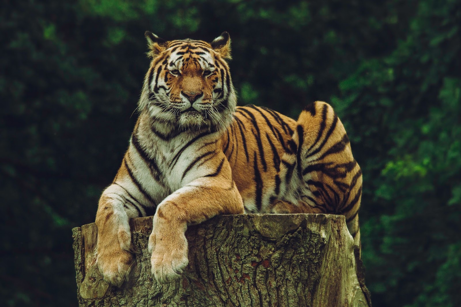 Tigre royal 