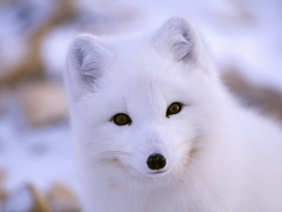 el zorro ártico por Sofia - Animales en peligro de extinción